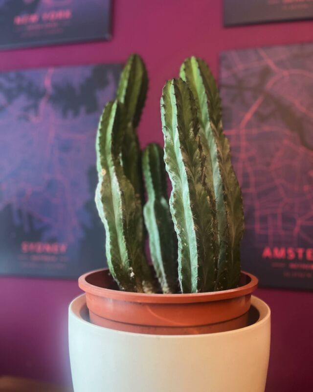 Celebrating 11 years of PP’s longest serving employee, Carlos!
He’s seen the whole journey of the company unfold, and offers unwavering day-to-day support, and is especially good at dealing with prickly people 🌵 

Here’s to the next 11!

#Rec2Rec #Cactus #cacti #cactiofinstagram #recruitment #loyalemployee #cactuslover #recruiterlife #cactuslover